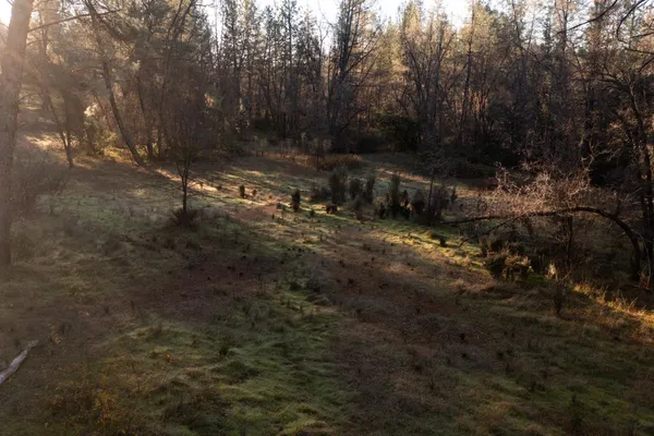 a view of a yard with large trees