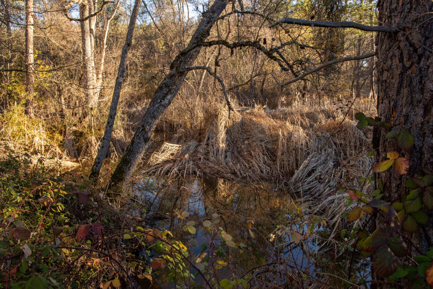 574 Higdon Spink Road West Point, CA 95255 - Photo 3 of 9