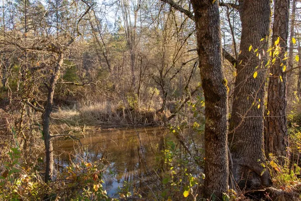 a backyard of a house with lots of trees