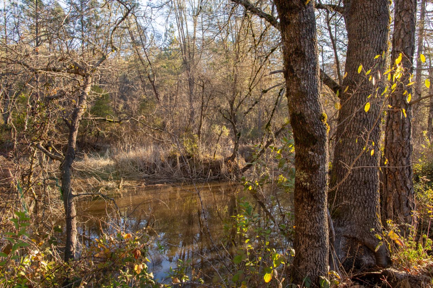 574 Higdon Spink Road West Point, CA 95255 - Photo 4 of 9