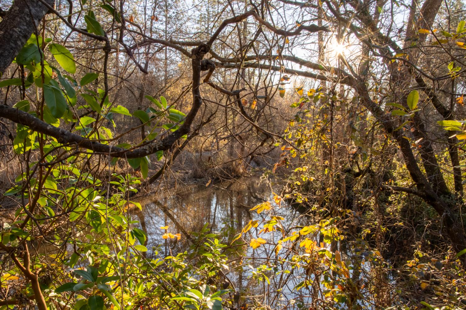 574 Higdon Spink Road West Point, CA 95255 - Photo 5 of 9