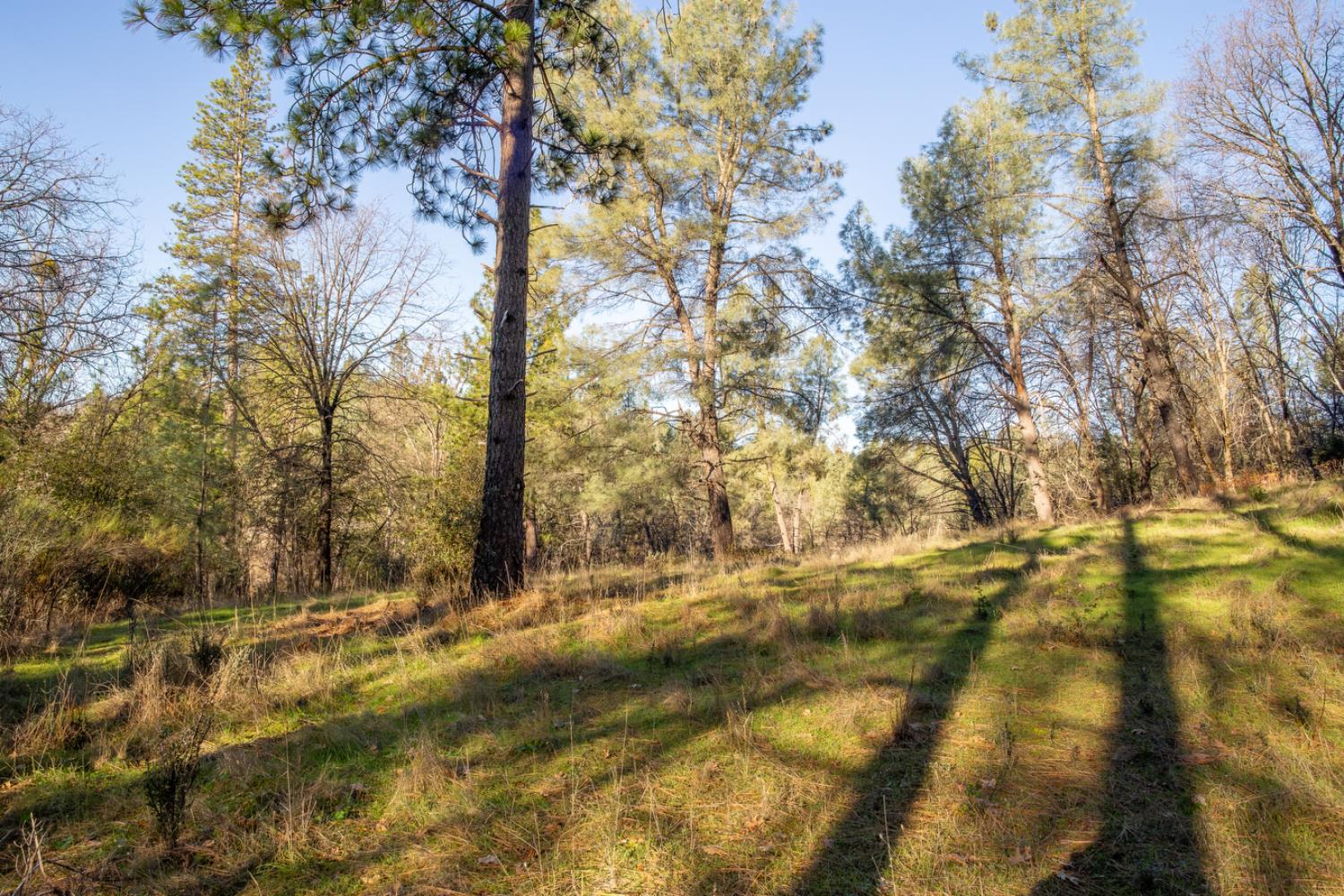 574 Higdon Spink Road West Point, CA 95255 - Photo 6 of 9