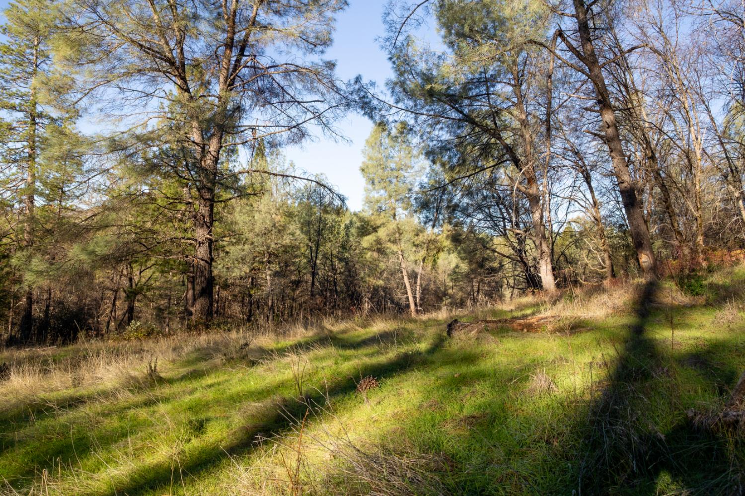 574 Higdon Spink Road West Point, CA 95255 - Photo 8 of 9