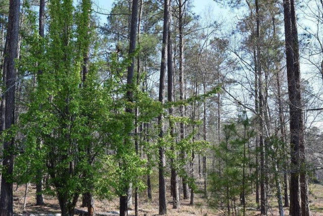 309 Walton Mill Road Appling, GA 30802 - Photo 7 of 13