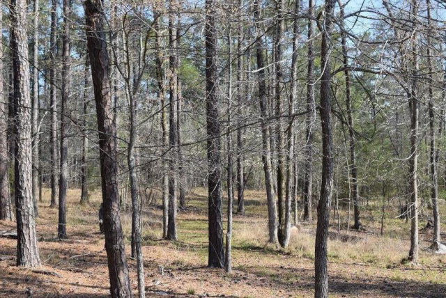 309 Walton Mill Road Appling, GA 30802 - Photo 10 of 13
