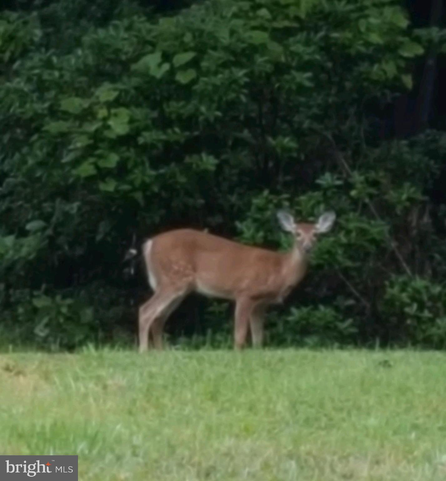 9396 Mountjoy Road Marshall, VA 20115 - Photo 45 of 45 Watch the wildlife