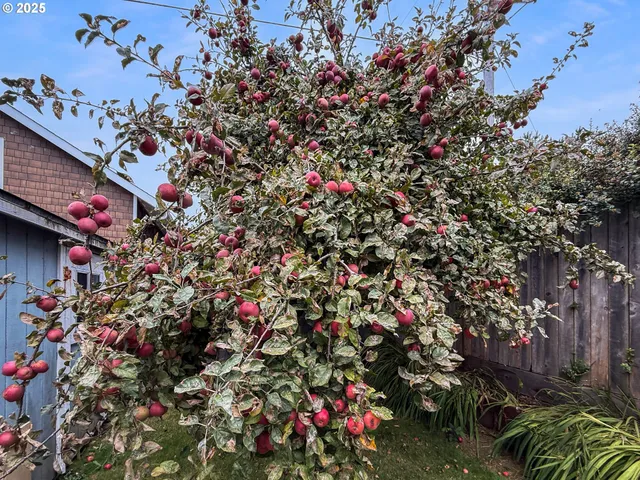a front view of a house with a garden and yard