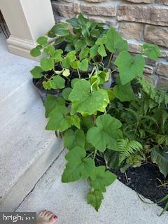6159 Ferrier Court Gainesville, VA 20155 - Photo 60 of 74 Lush greenery graces the entranceway.