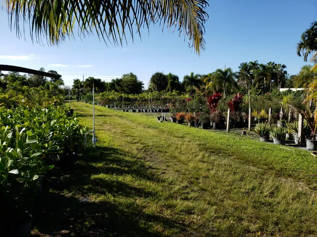 a view of a park with a palm trees