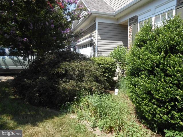 a plant that is in a garden