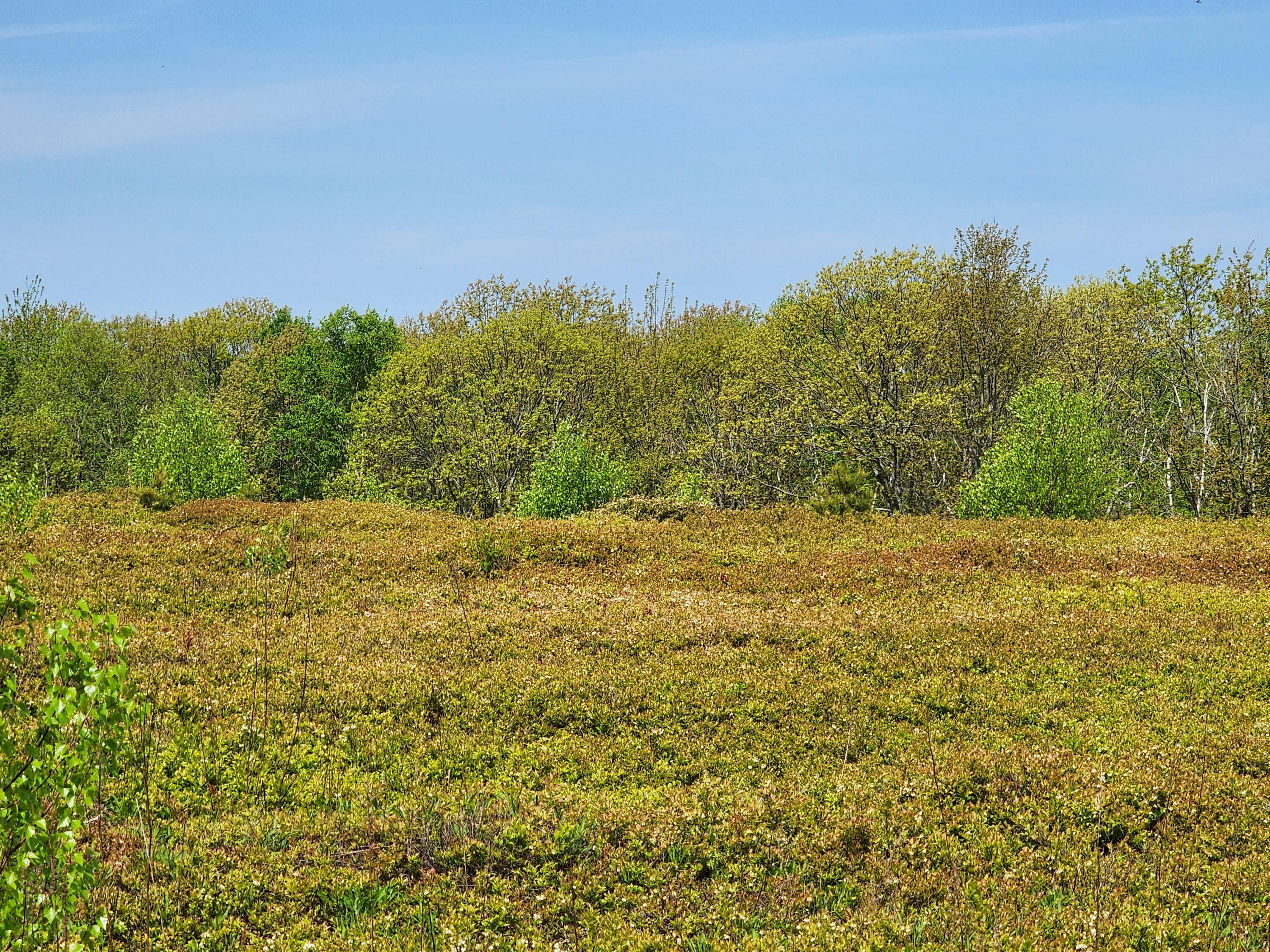 2 Whispering Berries Hill Liberty, ME 04949 - Photo 19 of 26 2024-05-21 10.53.39