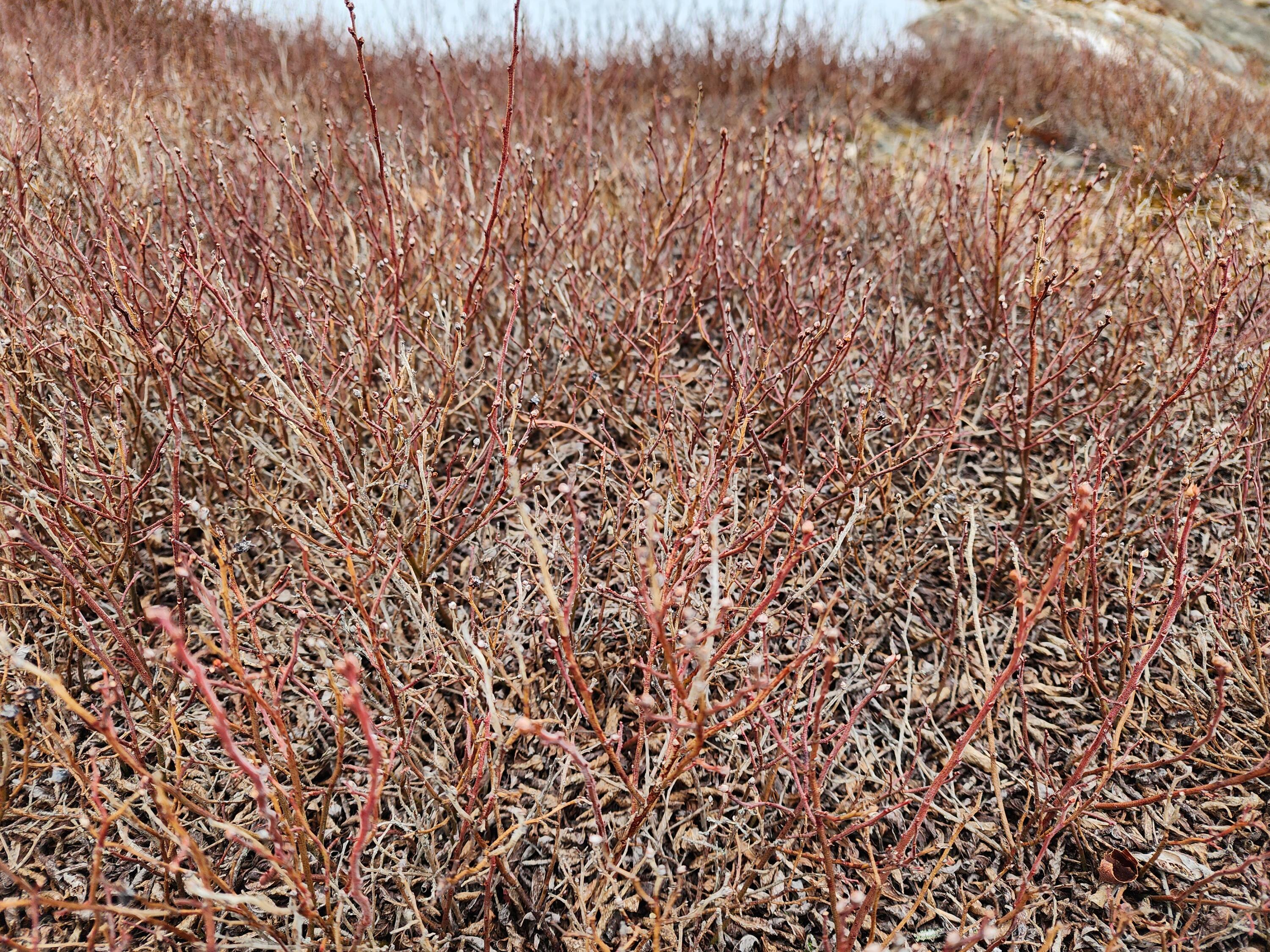 2 Whispering Berries Hill Liberty, ME 04949 - Photo 10 of 26 1000007833
