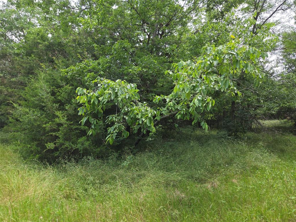 Lot 182-bs Lot 182-bs Cove Corsicana, TX 75109 - Photo 12 of 38 a view of a lush green forest