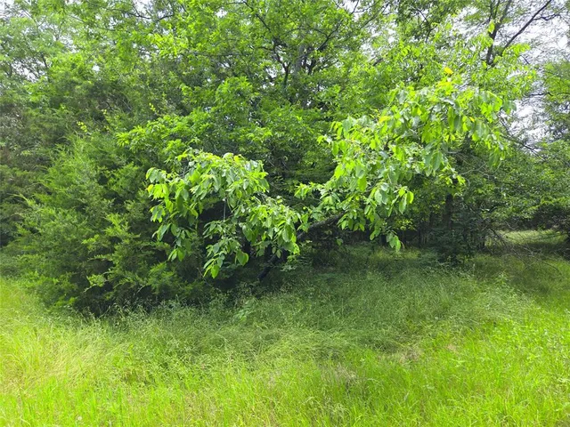 a big yard with lots of green space and plants