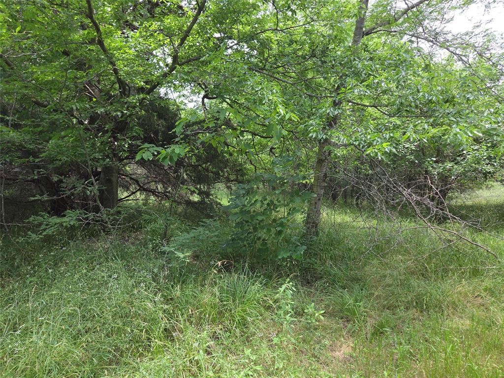 Lot 182-bs Lot 182-bs Cove Corsicana, TX 75109 - Photo 29 of 38 a view of a lush green forest