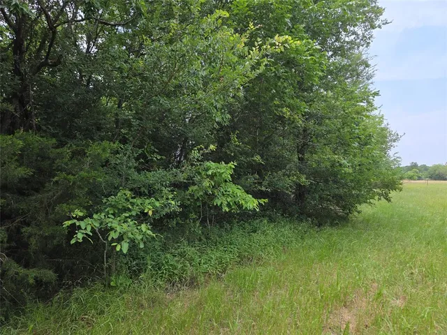 a view of a lush green space