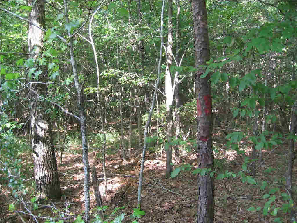 128 Forest Service Road Fayette, MS 39069 - Photo 1 of 5 Photo 1