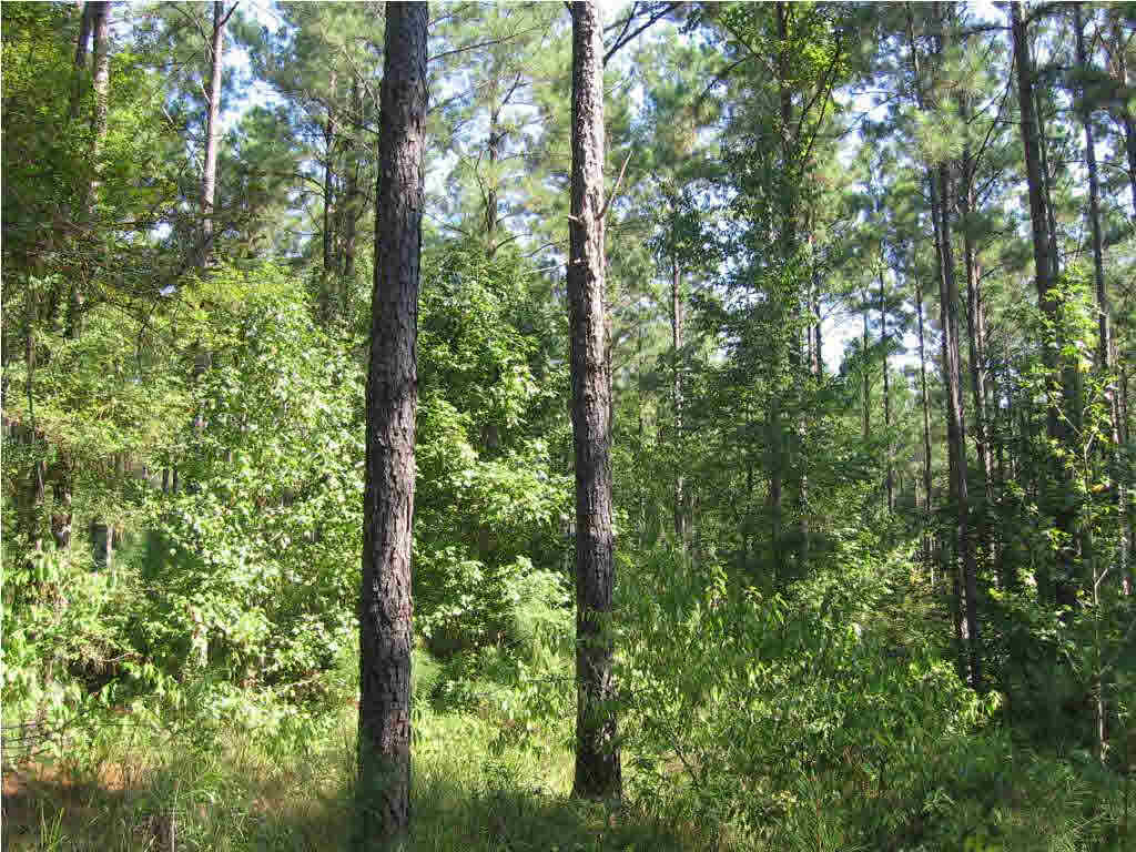 128 Forest Service Road Fayette, MS 39069 - Photo 3 of 5 Photo 3