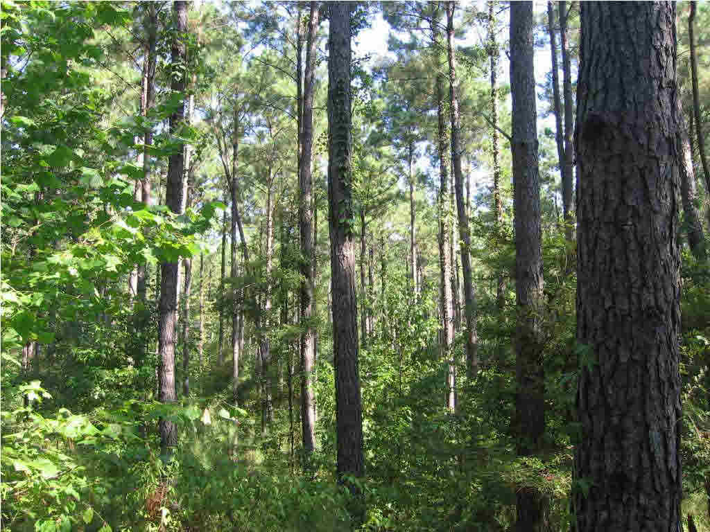 128 Forest Service Road Fayette, MS 39069 - Photo 4 of 5 Photo 4