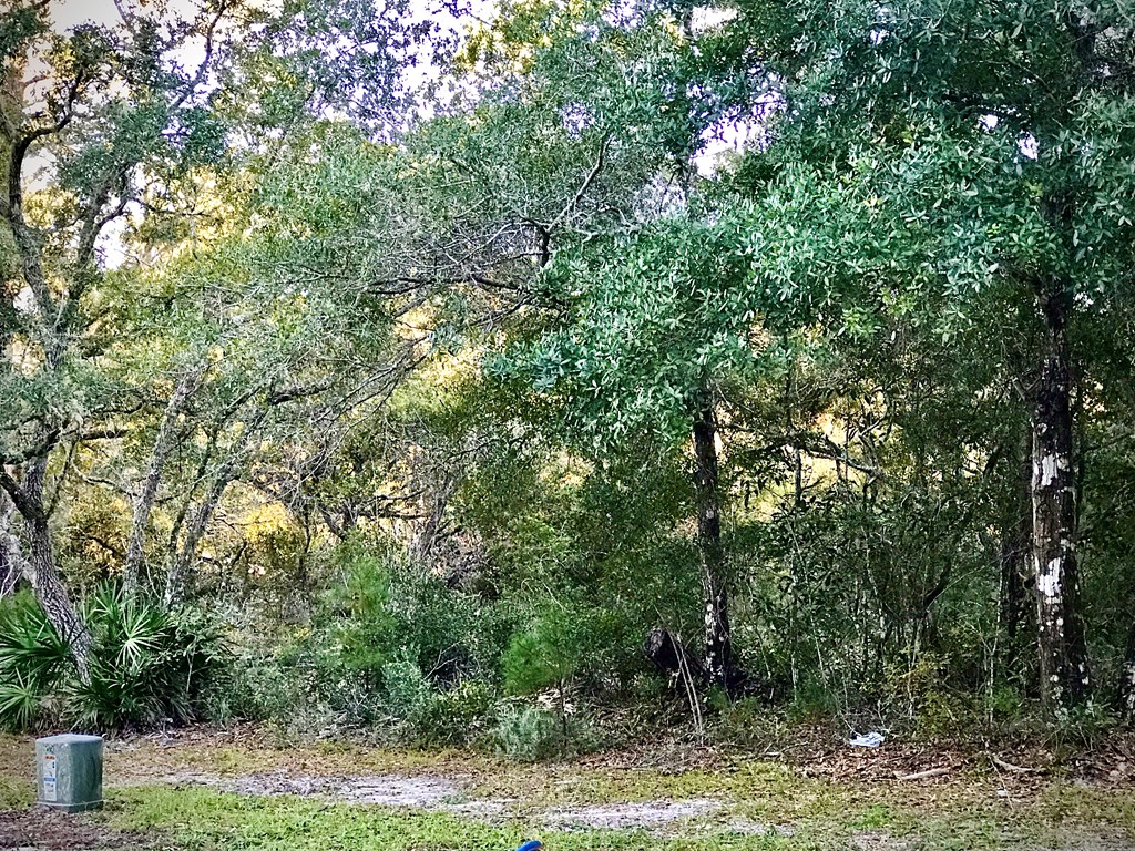 103 Scipio Landing Road Apalachicola, FL 32320 - Photo 3 of 14