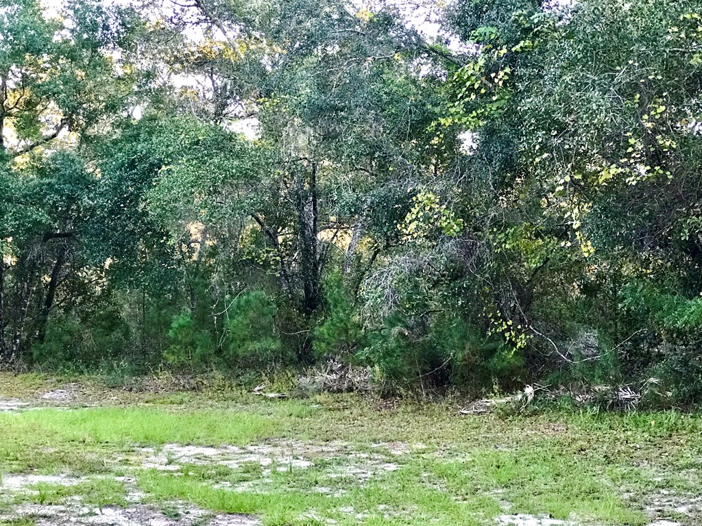 103 Scipio Landing Road Apalachicola, FL 32320 - Photo 4 of 14