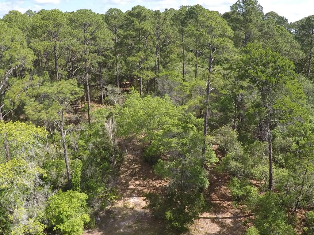 103 Scipio Landing Road Apalachicola, FL 32320 - Photo 5 of 14