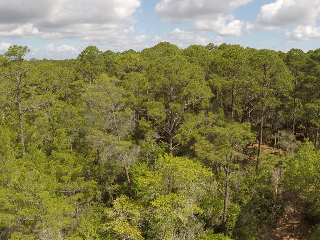 103 Scipio Landing Road Apalachicola, FL 32320 - Photo 6 of 14