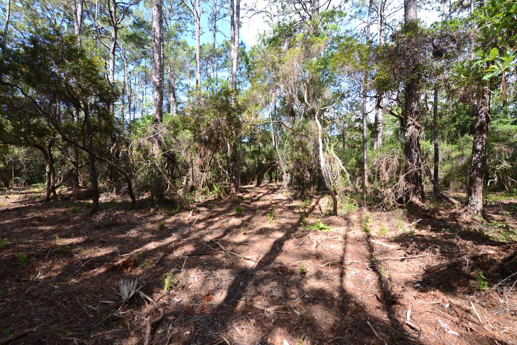 103 Scipio Landing Road Apalachicola, FL 32320 - Photo 7 of 14