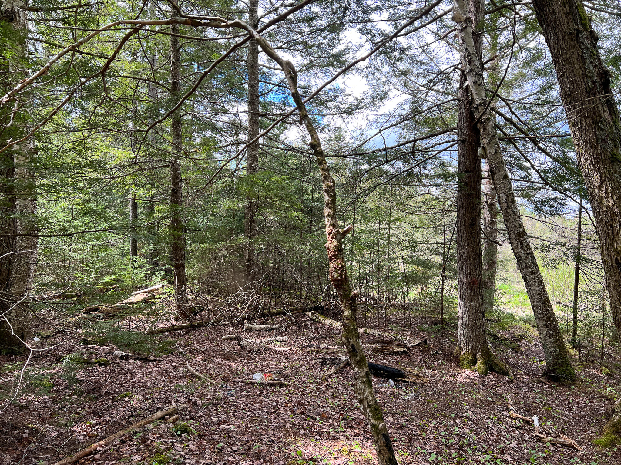 Lote-6 Webb Cove Road Lowell, ME 04493 - Photo 6 of 14 IMG_1421
