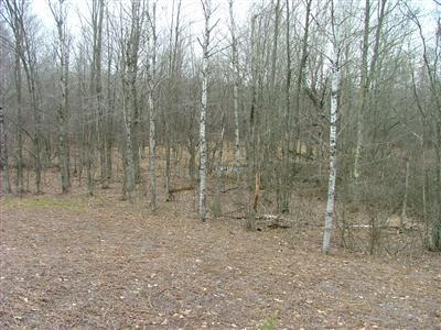 Wilson Road Kaleva, MI 49645 - Photo 11 of 14 Additional Photo
