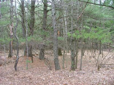 Wilson Road Kaleva, MI 49645 - Photo 3 of 14 Additional Photo