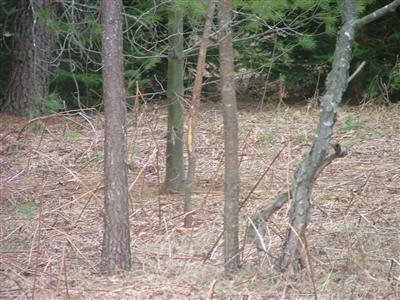 Wilson Road Kaleva, MI 49645 - Photo 4 of 14 Additional Photo