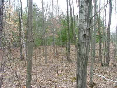 Wilson Road Kaleva, MI 49645 - Photo 9 of 14 Additional Photo