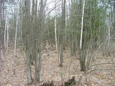 Wilson Road Kaleva, MI 49645 - Photo 10 of 14 Additional Photo