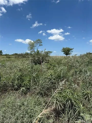 a view of a bunch of trees in a field