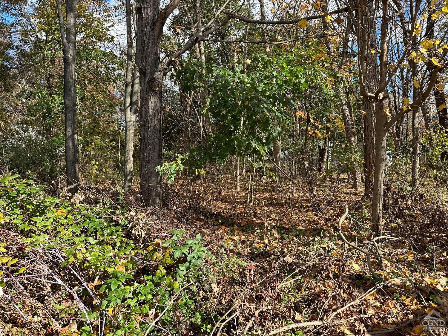 0 Taft Road Copake, NY 12516 - Photo 5 of 7 a view of a yard with a tree