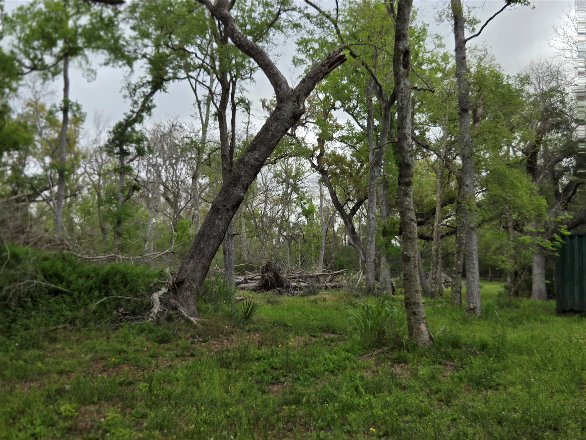 0 King's Oak Drive Damon, TX 77430 - Photo 11 of 29
