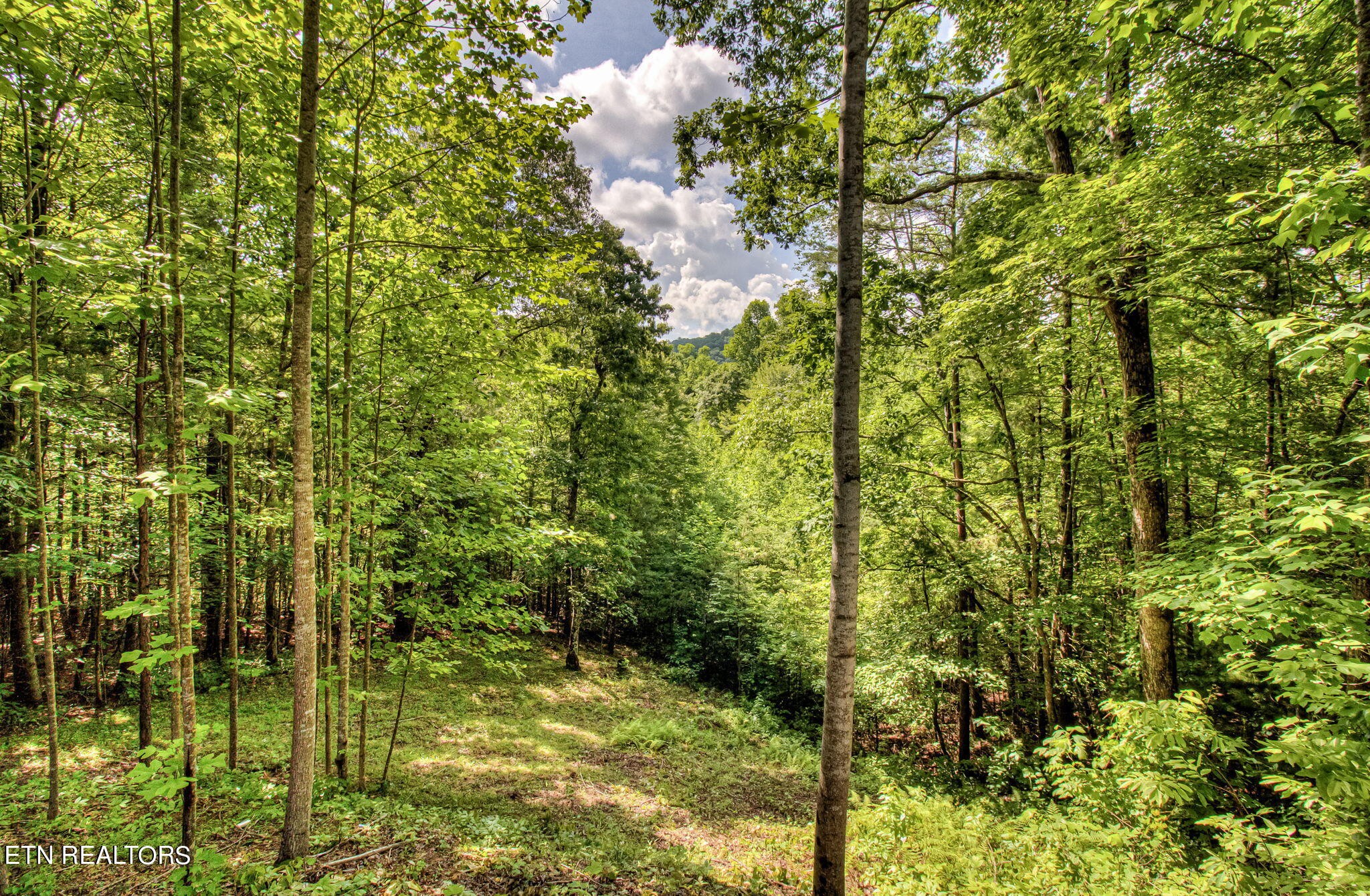1309 Rafter Road Tellico Plains, TN 37385 - Photo 8 of 40 Gallery Image 8