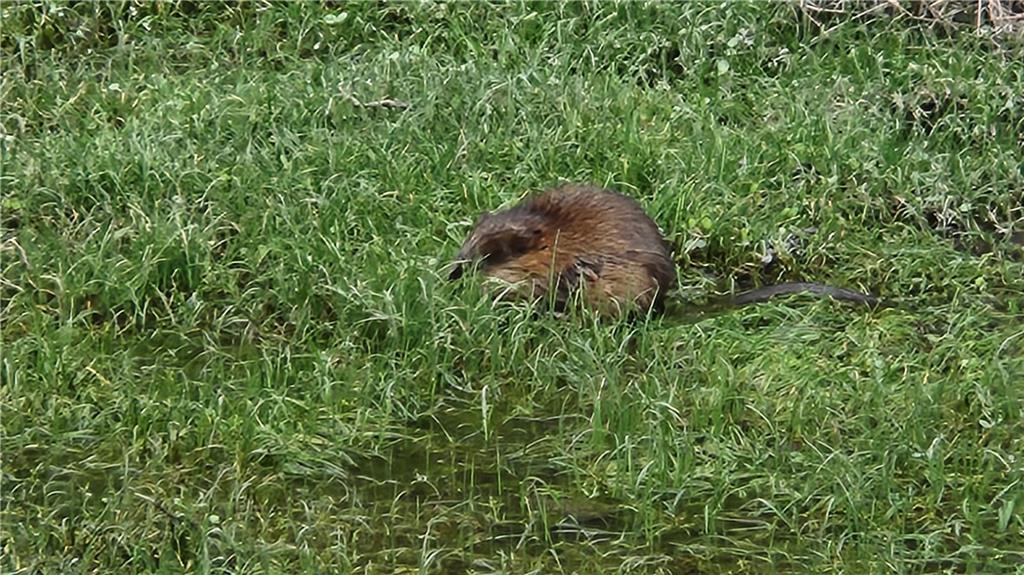 176 Duncan Road Harrisville, PA 16038 - Photo 42 of 48 Monty the muskrat lives in the pond