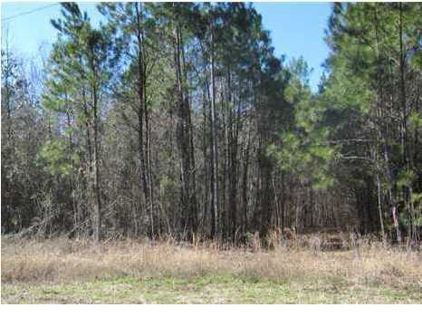 115 Oleander Road Walterboro, SC 29488 - Photo 1 of 1 Primary Photo