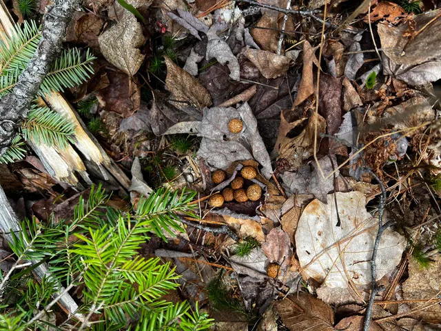 $186,000 | Lot 69 Campground Road, Searsport, ME 04974