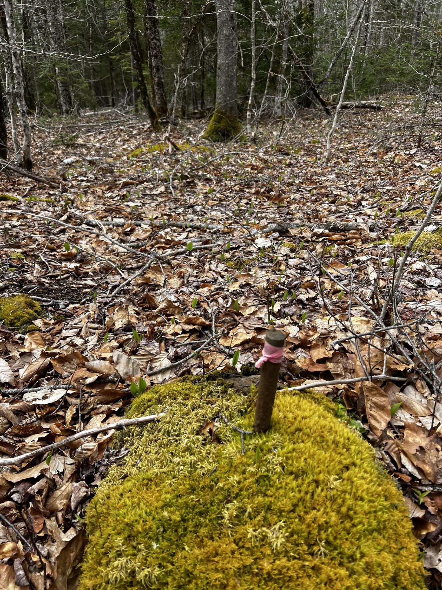 Lot 69 Campground Road Searsport, ME 04974 - Photo 15 of 46 IMG_9620