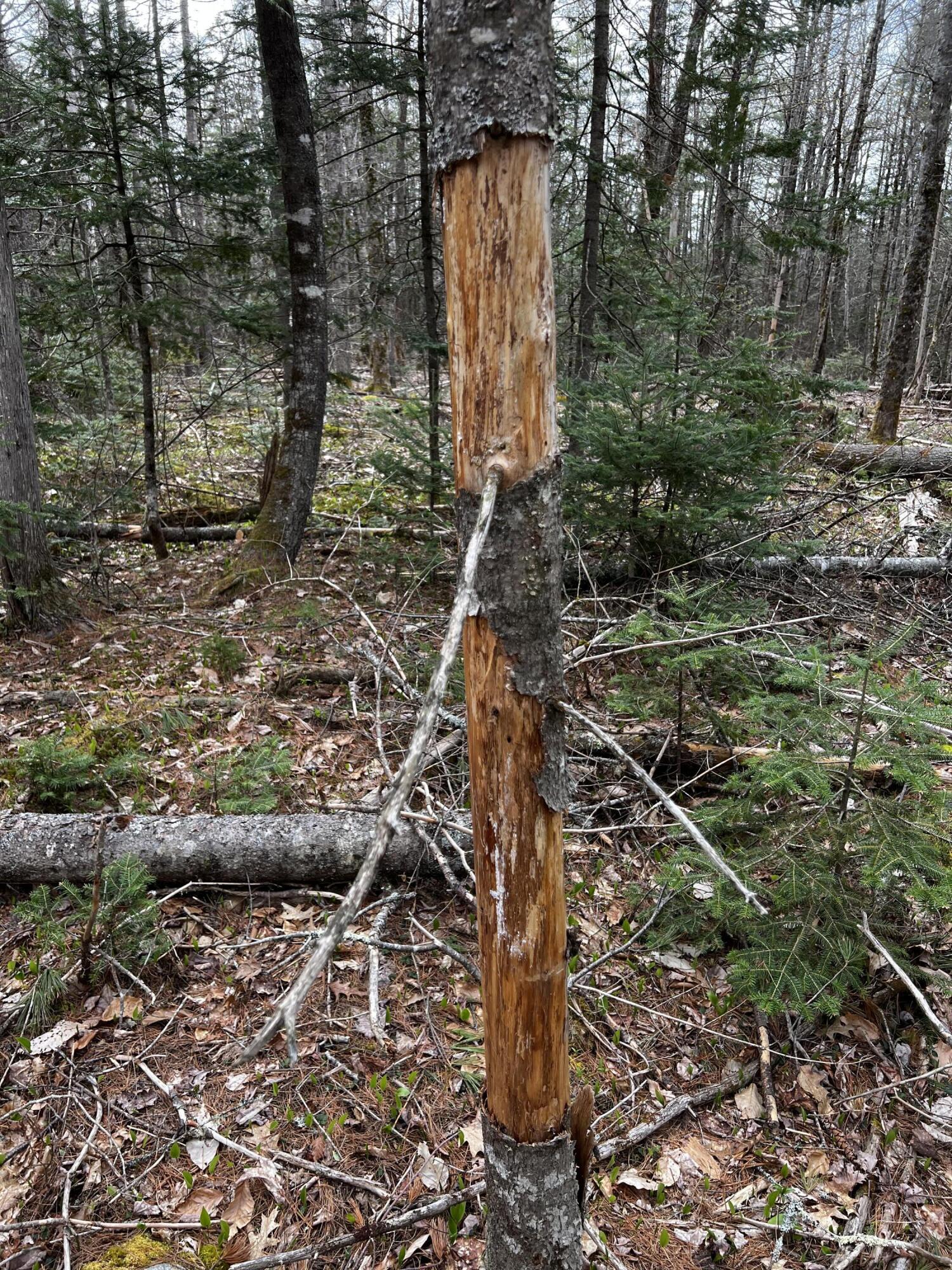 Lot 69 Campground Road Searsport, ME 04974 - Photo 16 of 46 IMG_9631