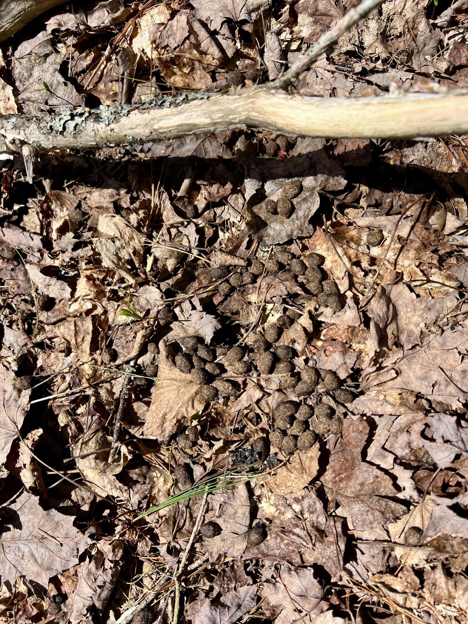 Lot 69 Campground Road Searsport, ME 04974 - Photo 17 of 46 IMG_4440