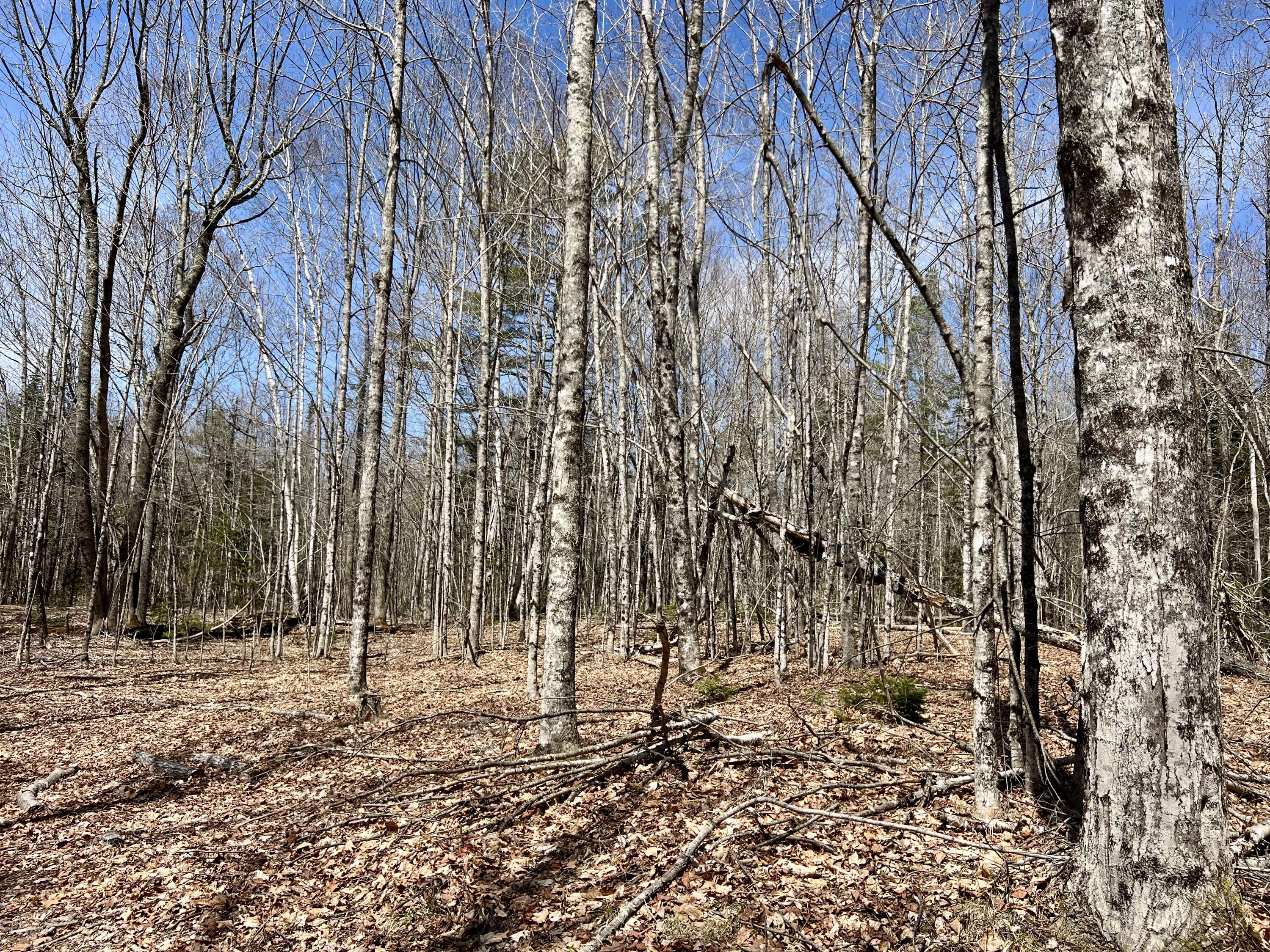 Lot 69 Campground Road Searsport, ME 04974 - Photo 20 of 46 IMG_4436