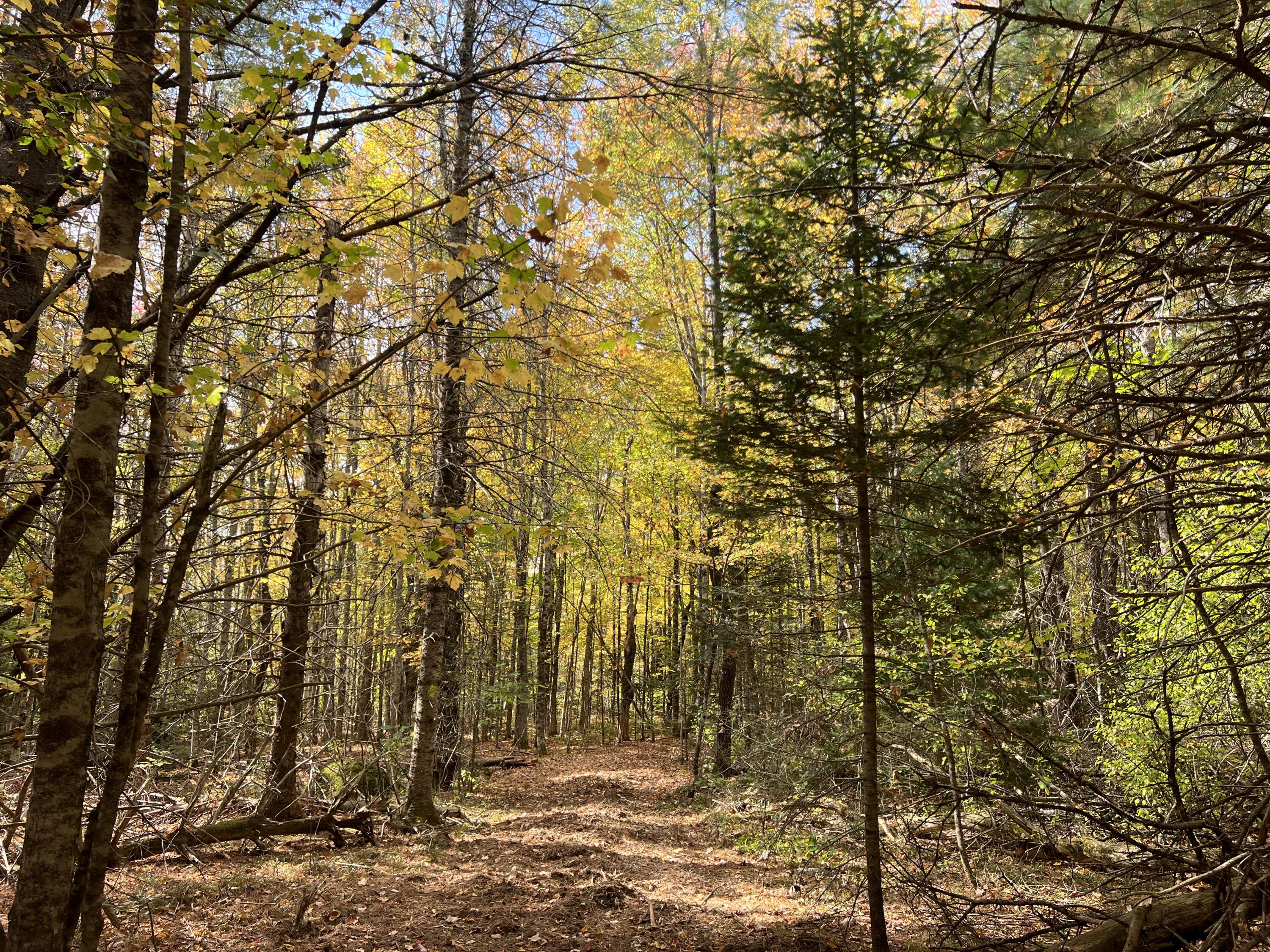 Lot 69 Campground Road Searsport, ME 04974 - Photo 34 of 46 IMG_6792