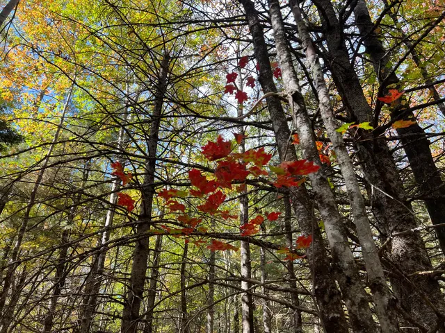 $186,000 | Lot 69 Campground Road, Searsport, ME 04974