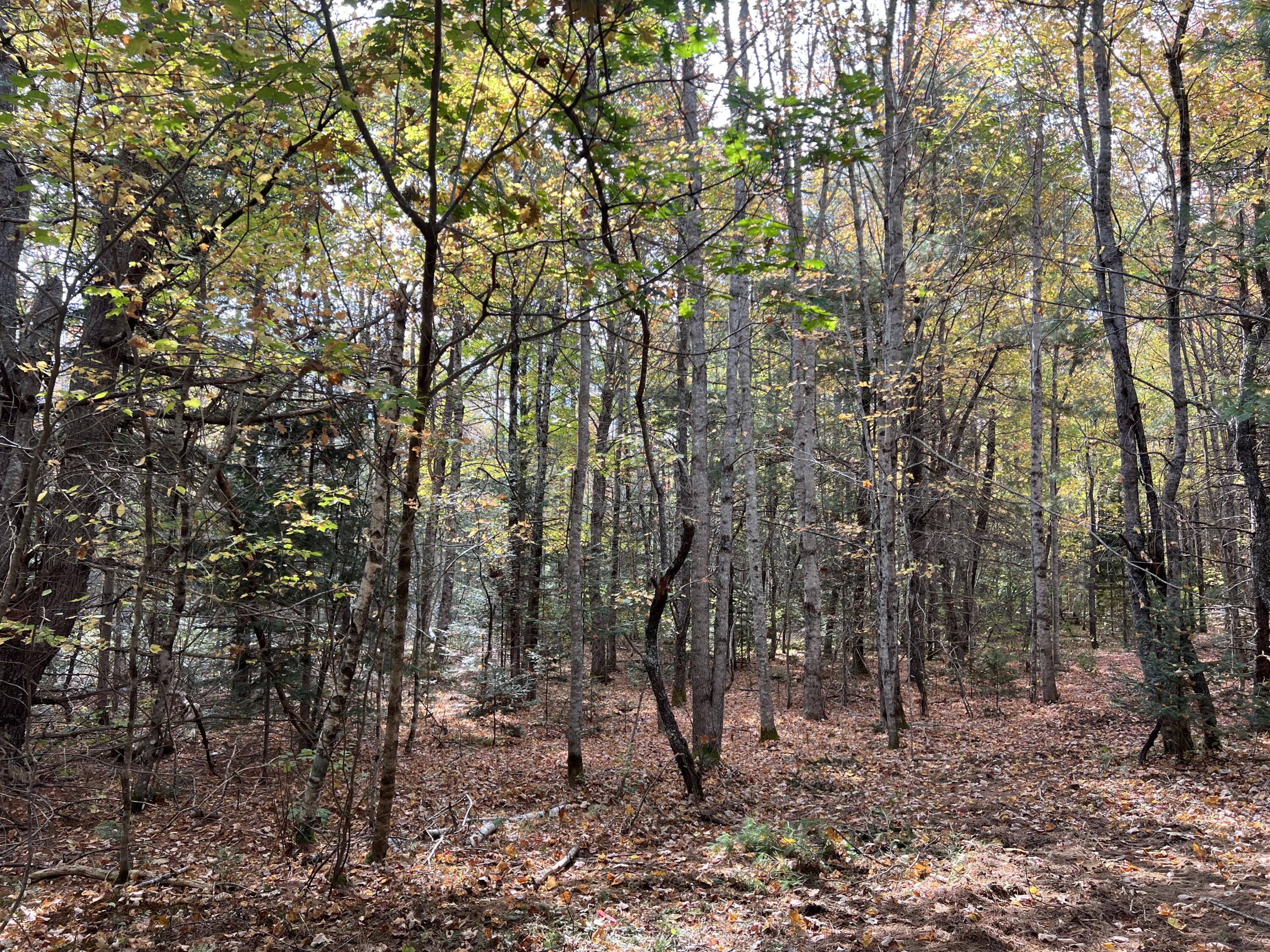 Lot 69 Campground Road Searsport, ME 04974 - Photo 38 of 46 IMG_6787