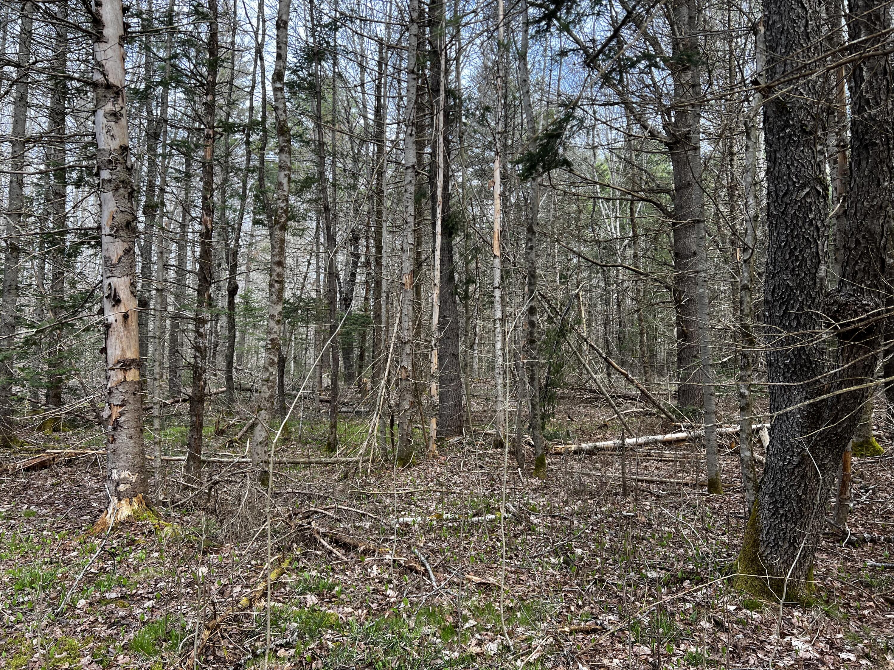 Lot 69 Campground Road Searsport, ME 04974 - Photo 4 of 46 IMG_9567