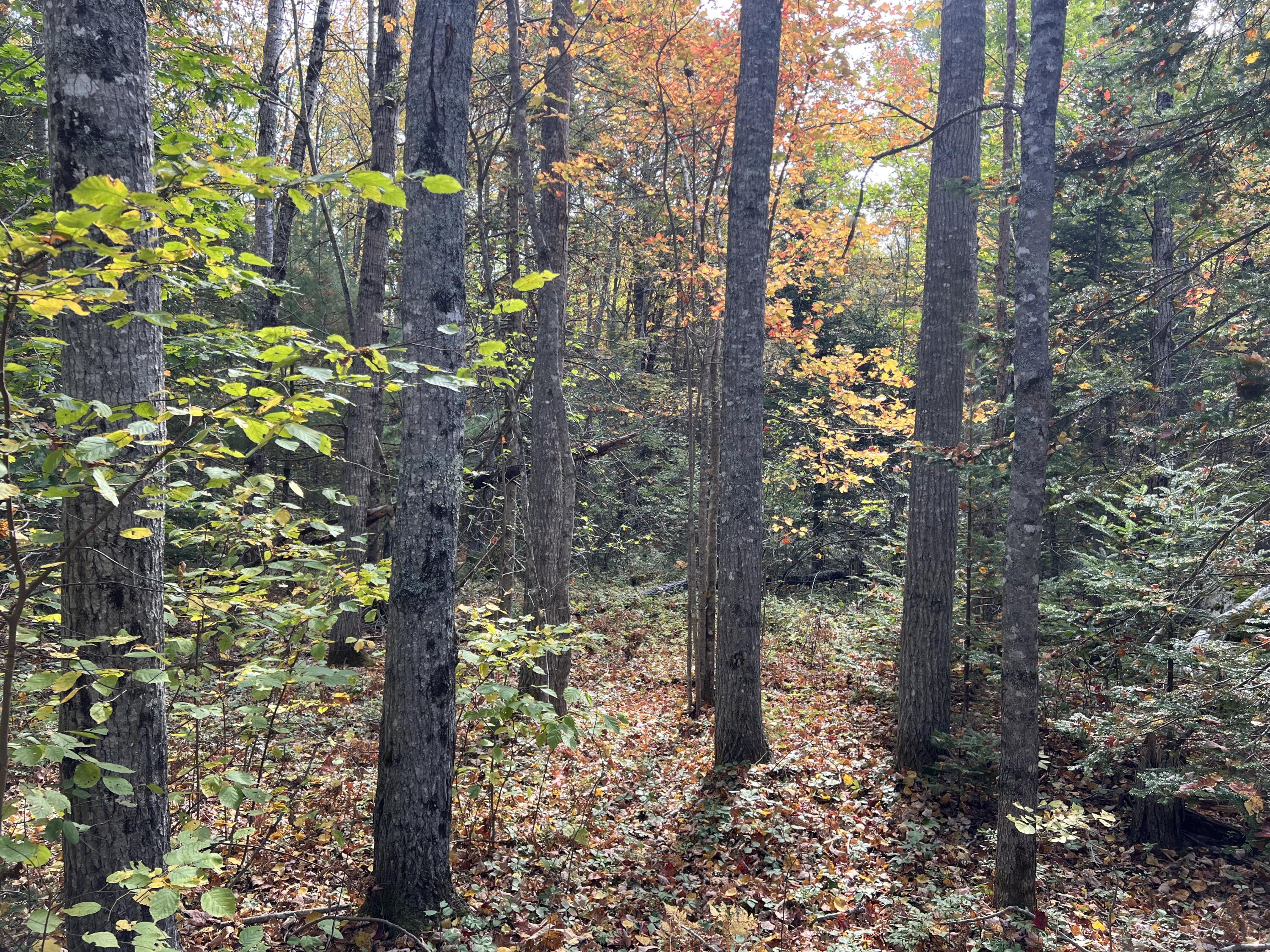 Lot 69 Campground Road Searsport, ME 04974 - Photo 41 of 46 IMG_6784